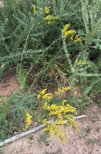 Solidago pinetorum, photograph 3