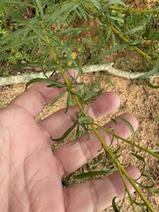 Solidago pinetorum, photograph author not stated, no rights reserved