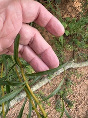 Solidago pinetorum, photograph author not stated, no rights reserved