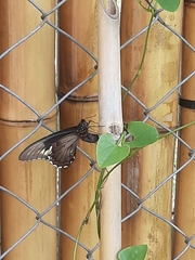 Battus polydamas
