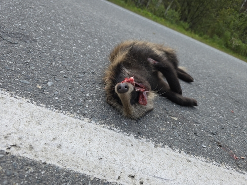 Mainland Raccoon Dog