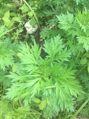 Artemisia vulgaris
