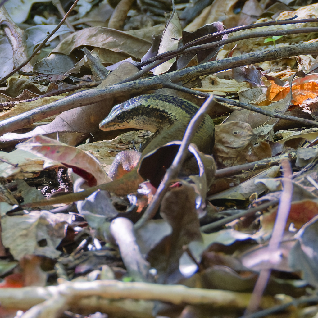 Sulawesi Mabuya (Eutropis macrophthalma)