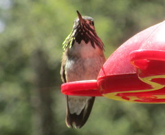 Selasphorus calliope