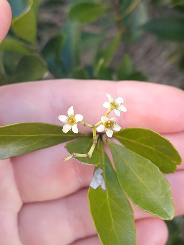 Denhamia fournieri observed 2026-08-29