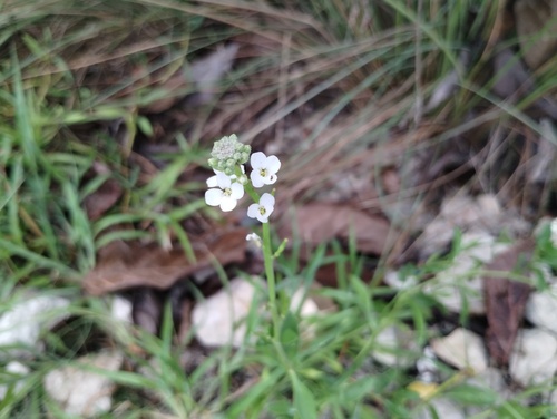 Cakile lanceolata, photograph 3
