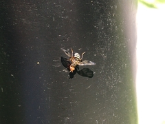 Idana marginata