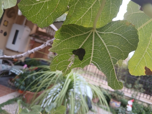 Brown Winged Plant Hopper