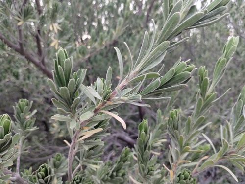 Suriana maritima, photograph 4