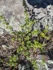 Ribes oxyacanthoides
