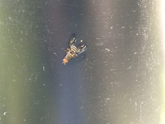 Idana marginata