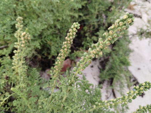 Ambrosia hispida