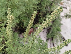 Ambrosia hispida