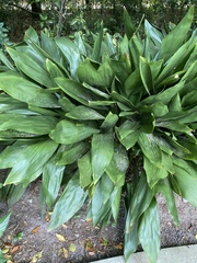 Aspidistra