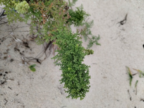Ambrosia hispida, photograph 2
