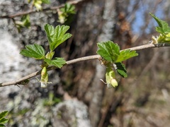 Ribes oxyacanthoides