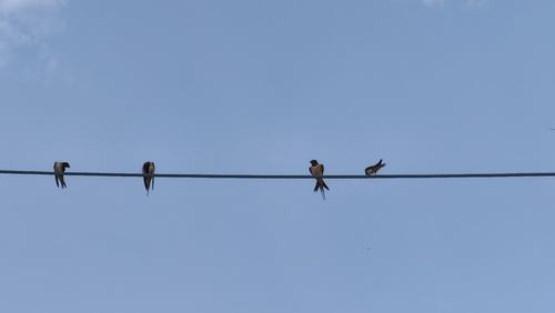 Barn Swallow