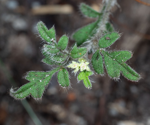 Xanthosia pilosa, photograph 6