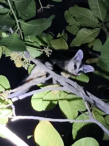 White-eared Opossum