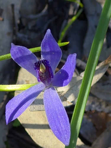Blue Fairy Orchid
