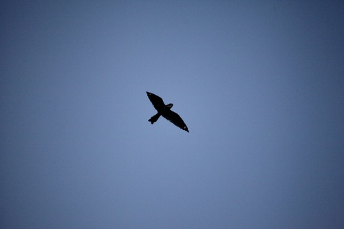 Lesser Nighthawk observed by howard_lo