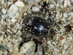 Edrotes ventricosus