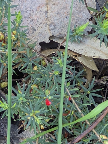 Cranberry Heath