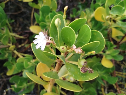 Scaevola plumieri, photograph 3
