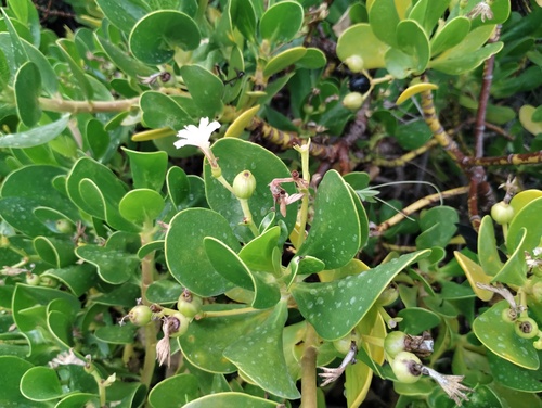 Scaevola plumieri, photograph 1