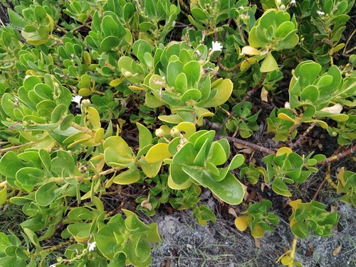 Scaevola plumieri, photograph 2