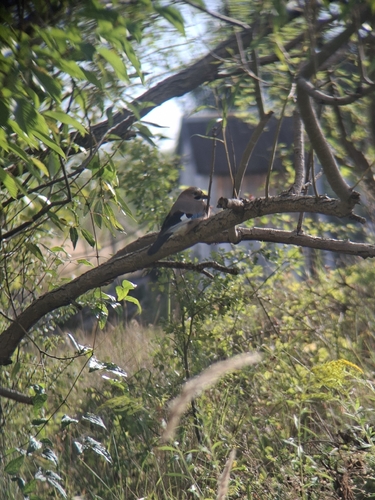 Eurasian Jay