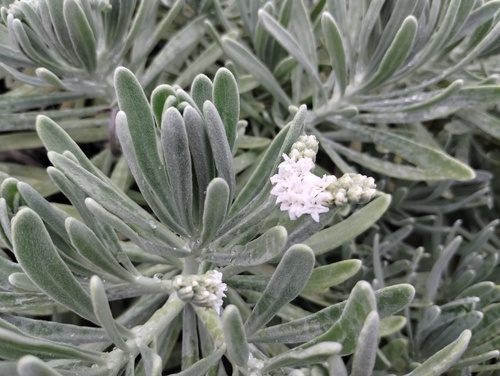 Tournefortia gnaphalodes, photograph 6