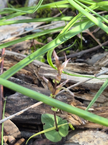 small mosquito-orchid