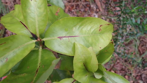 Myrsine lessertiana, photograph 6