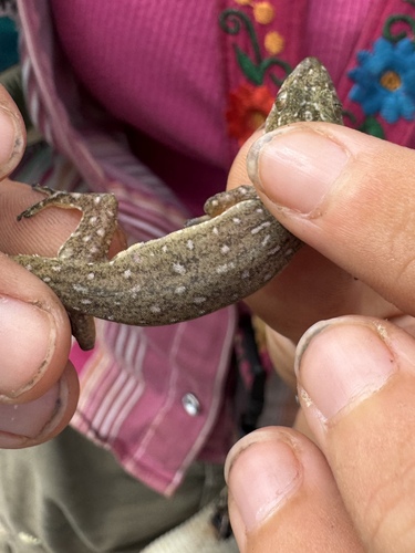 Hemidactylus garnotii observed 2026-08-28