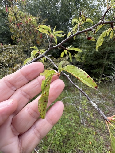 Prunus angustifolia, photograph 1