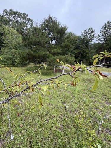 Prunus angustifolia, photograph 2