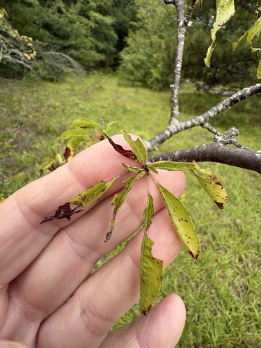 Prunus angustifolia, photograph 3