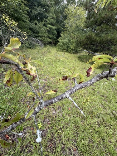 Prunus angustifolia, photograph 4