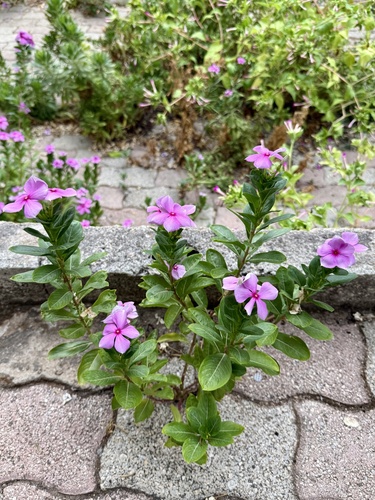 Madagascar Periwinkle
