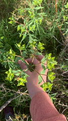 Euphorbia terracina, photograph (c) Millie Brady, some rights reserved (CC BY)