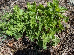 Heuchera richardsonii