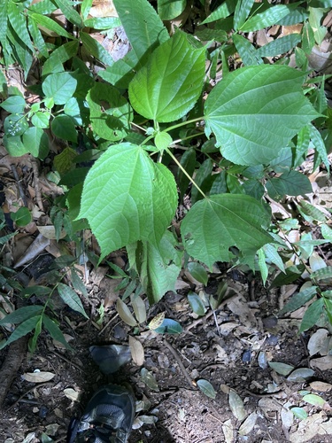Heliocarpus americanus observed 2026-08-23