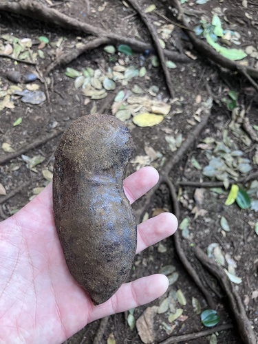 Hymenaea courbaril observed 2026-08-23