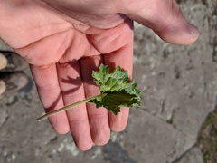 Heuchera richardsonii