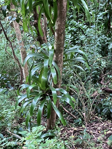 Werauhia gladioliflora observed 2026-08-23