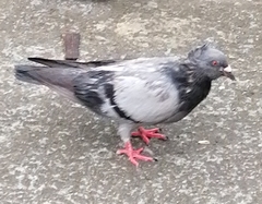Columba livia