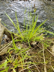 Carex gracillima