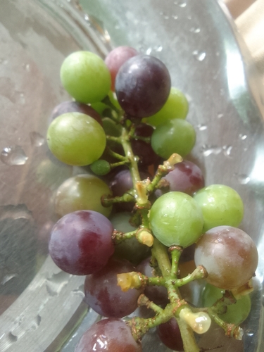 wine grape