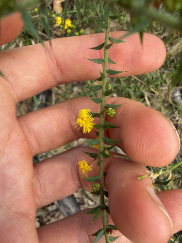 Acacia amblygona observed 2026-08-29